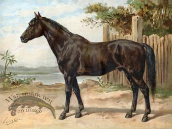 Australian Horse by Eerelman